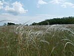 Homoki árvalányhaj (Stipa borysthenica)