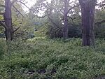 IMG_20230729_181715821_MFNR