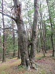 IMG_3114