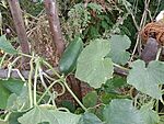 IMG_20230923_153309800_MFNR