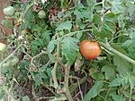 IMG_20230923_153810572_MFNR