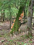 IMG_8423