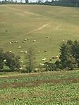 Tehénlegelő