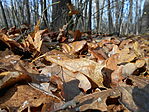 DSCN1413