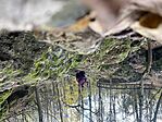 IMG_5588