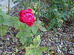 DSC04865