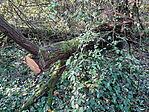 DSC04868