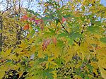 IMG_20231116_132733