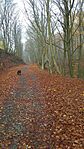 őszi erdő, kutyával