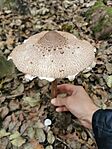 IMG_20231117_103906