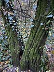 IMG_3262