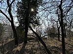 IMG_1230