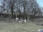 IMG_1283