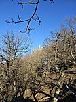 GCGims_20240121_142807