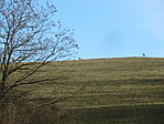 IMG_6116