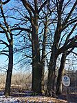 IMG_20240121_131530
