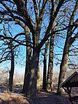 IMG_20240121_131607