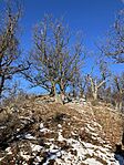 IMG_3419
