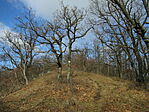 IMG_6502