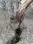 IMG_20240215_125405