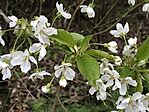 IMG_3676