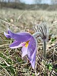 IMG_20240315_113042