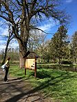 IMG_8960