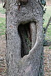 Az út melletti, üreges fa