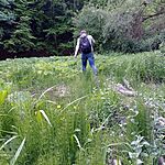 Bokáig süllyedő mocsár