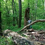 Rákos-völgyi séta 5. pontnál..