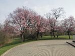 IMG_20240316_132105_1