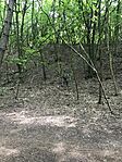 IMG_3784