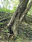 IMG_9260
