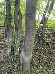 IMG_9259