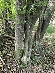 IMG_9256