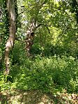 IMG_20240428_152236[1]