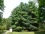 Deseda arborétum-7