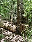 IMG_20240427_141036