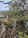 IMG_6541