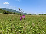 IMG_20240427_113007