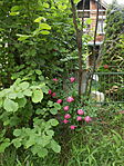 DSCN3176