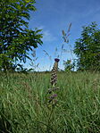 DSCN3381