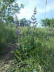 DSCN3387