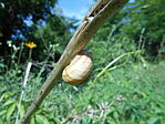 DSCN3437