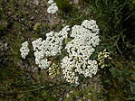 DSCN3442