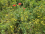 DSCN3445