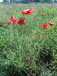 DSCN3446