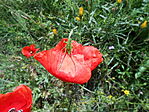 DSCN3450