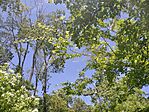 IMG_20240501_121548_1