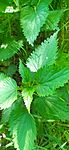 Urtica dioica